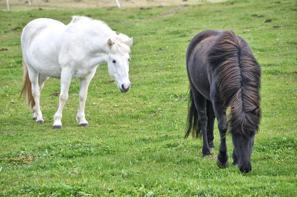 Saltvik Farm Guesthouse Húsavík Kültér fotó